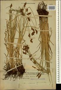 Carex leporina L., Caucasus, Azerbaijan (K6) (Azerbaijan)