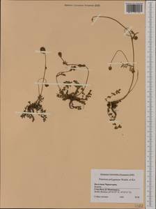 Poterium sanguisorba subsp. polygamum (Waldst. & Kit.) Asch. & Graebn., Western Europe (EUR) (Montenegro)