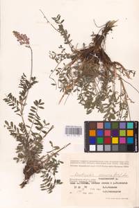 Onobrychis viciifolia Scop., Eastern Europe, Lower Volga region (E9) (Russia)