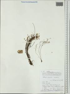 Paramollugo nudicaulis (Lam.) Thulin et al., Australia & Oceania (AUSTR) (New Caledonia)