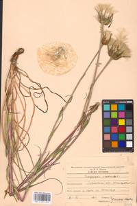 Tragopogon pratensis L., Eastern Europe, Moscow region (E4a) (Russia)