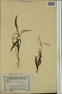 Persicaria minor (Huds.) Opiz, Australia & Oceania (AUSTR) (Australia)