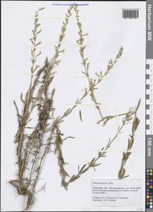 Silene tatarica (L.) Pers., Eastern Europe, Central forest-and-steppe region (E6) (Russia)