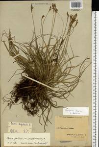 Carex pallidula Harmaja, Eastern Europe, Northern region (E1) (Russia)