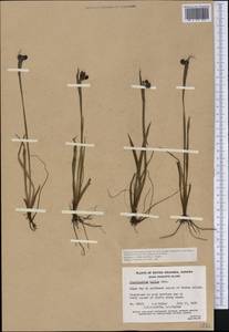 Sisyrinchium bellum S.Watson, America (AMER) (Canada)