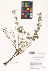 Potentilla argentea L., Eastern Europe, Central forest-and-steppe region (E6) (Russia)