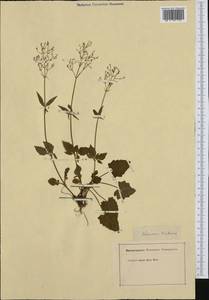 Valeriana tripteris L., Western Europe (EUR) (Not classified)