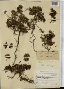 Salix rotundifolia Trautv., Siberia, Yakutia (S5) (Russia)