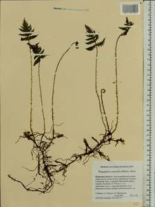 Phegopteris connectilis (Michx.) Watt, Eastern Europe, Eastern region (E10) (Russia)