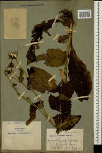 Crepis sibirica L., Caucasus, Armenia (K5) (Armenia)