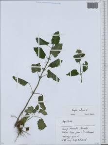 Nepeta cataria L., Eastern Europe, Moscow region (E4a) (Russia)