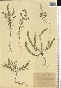 Lepidium densiflorum Schrad., Eastern Europe, Central forest-and-steppe region (E6) (Russia)