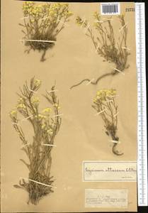 Erysimum flavum subsp. altaicum (C.A. Mey.) Polozhij, Middle Asia, Dzungarian Alatau & Tarbagatai (M5) (Kazakhstan)