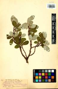 Salix vestita Pursh, Siberia, Baikal & Transbaikal region (S4) (Russia)