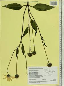 Helianthus tuberosus L., Eastern Europe, Central region (E4) (Russia)