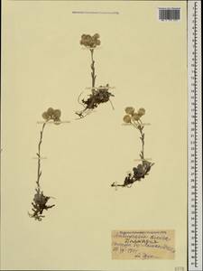 Antennaria caucasica Boriss., Caucasus, Stavropol Krai, Karachay-Cherkessia & Kabardino-Balkaria (K1b) (Russia)