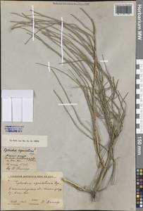 Ephedra equisetina Bunge, Middle Asia, Western Tian Shan & Karatau (M3) (Kyrgyzstan)
