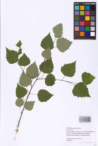 Betula pendula Roth, Eastern Europe, Central region (E4) (Russia)