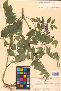 Galega orientalis Lam., Eastern Europe, Moscow region (E4a) (Russia)