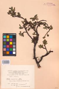 Salix retusa L., Eastern Europe, West Ukrainian region (E13) (Ukraine)