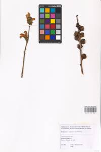 MHA 0 162 286, Pedicularis sceptrum-carolinum, Eastern Europe, North-Western region (E2) (Russia)
