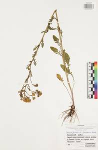 Jacobaea vulgaris subsp. vulgaris, Eastern Europe, Central region (E4) (Russia)