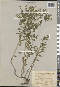 Euphorbia stricta L., Caucasus, Krasnodar Krai & Adygea (K1a) (Russia)