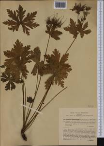Geranium macrorrhizum L., Western Europe (EUR) (Italy)