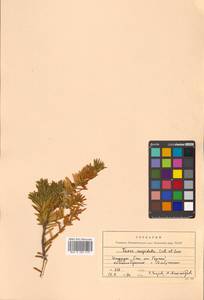 Taxus cuspidata Siebold & Zucc., Siberia, Russian Far East (S6) (Russia)