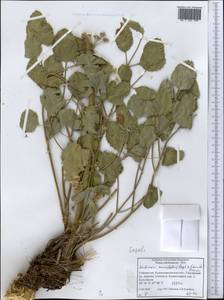 Mediasia macrophylla (Regel & Schmalh.) Pimenov, Middle Asia, Pamir & Pamiro-Alai (M2) (Uzbekistan)