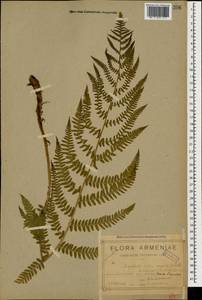 Dryopteris filix-mas (L.) Schott, Caucasus, Armenia (K5) (Armenia)