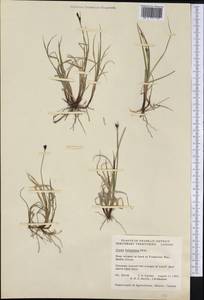 Carex holostoma Drejer, America (AMER) (Canada)