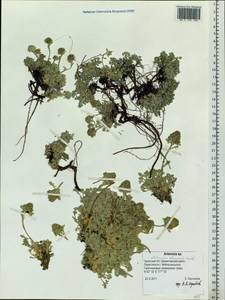 Artemisia glomerata Ledeb., Siberia, Chukotka & Kamchatka (S7) (Russia)