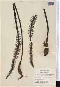 Hippuris vulgaris L., America (AMER) (United States)