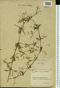 Galium aparine L., Eastern Europe, Rostov Oblast (E12a) (Russia)