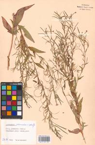 Epilobium adenocaulon × palustre, Eastern Europe, Moscow region (E4a) (Russia)