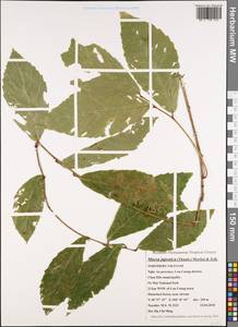 Maesa japonica (Thunb.) Moritzi & Zoll., South Asia, South Asia (Asia outside ex-Soviet states and Mongolia) (ASIA) (Vietnam)