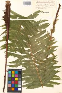 Matteuccia struthiopteris (L.) Tod., Eastern Europe, Moscow region (E4a) (Russia)