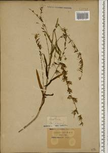 Lactuca saligna L., Caucasus, Krasnodar Krai & Adygea (K1a) (Russia)