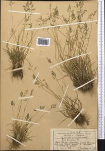 Poa annua L., Middle Asia, Western Tian Shan & Karatau (M3) (Kazakhstan)