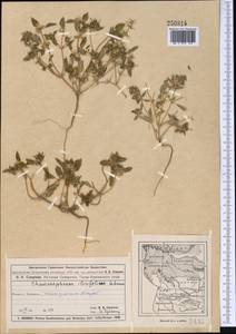 Chamaesphacos ilicifolius Schrenk, Middle Asia, Muyunkumy, Balkhash & Betpak-Dala (M9) (Kazakhstan)