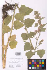 Althaea officinalis L., Eastern Europe, Lower Volga region (E9) (Russia)