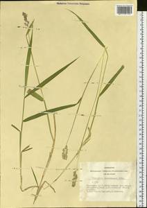 Phalaris arundinacea L., Siberia, Altai & Sayany Mountains (S2) (Russia)