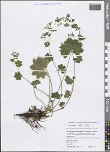 Alchemilla altaica Juz., Siberia, Baikal & Transbaikal region (S4) (Russia)