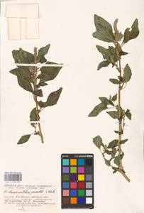 Amaranthus powellii S. Watson, Eastern Europe, South Ukrainian region (E12) (Ukraine)