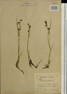 Scheuchzeria palustris L., Eastern Europe, Central forest-and-steppe region (E6) (Russia)