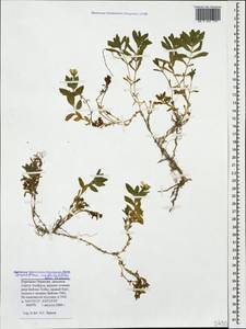 Cerastium undulatifolium Somm. & Levier, Caucasus, Stavropol Krai, Karachay-Cherkessia & Kabardino-Balkaria (K1b) (Russia)