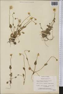 Parnassia palustris L., America (AMER) (United States)