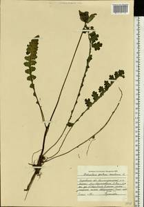 Pedicularis sceptrum-carolinum L., Eastern Europe, Volga-Kama region (E7) (Russia)