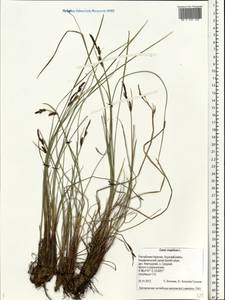 Carex cespitosa L., Eastern Europe, Northern region (E1) (Russia)